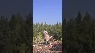 Osprey mom brings another fish for baby ospreynest osprey birds fish wildlife shorts birdnest [upl. by Bocock108]