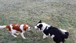 Kooikerhondje is running with Border Collie [upl. by Nichol]