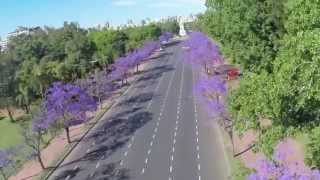 Jacarandá en la Ciudad de Buenos Aires [upl. by Zorina]