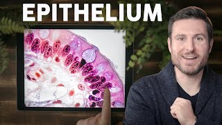 Epithelial Tissue Histology Explained for Beginners  Corporis [upl. by Accissej]