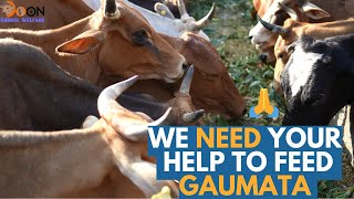 Safeguard the welfare of homeless cows amp bulls Help now [upl. by Quita]