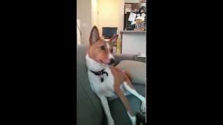 Basenji getting excited [upl. by Anne220]