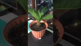 Sago Palm [upl. by Meave]