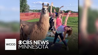 Yoga with llamas Don’t knock it ‘til you’ve tried it [upl. by Kohl]