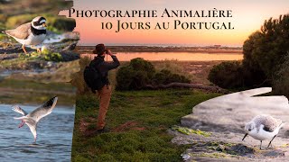 JE PARS PHOTOGRAPHIER LES OISEAUX AU PORTUGAL  Algarve Photographie animalière [upl. by Adnarim725]