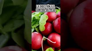 Cómo el Rábano Puede Mejorar tu Digestión y Más alimentacionsaludable [upl. by Ahsaret9]