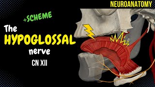 CN 12 Hypoglossal Nerve EASY Scheme  Animation [upl. by Ribal736]