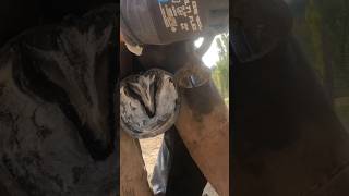 Hoofing ASMR horses horse hoofrestoration horsecare horsebackriding hooftrimming [upl. by Marchese893]