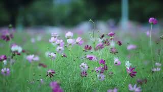 Natural Gardens Flowers  Background flowers  No copyright video  Download And Export [upl. by Ted588]