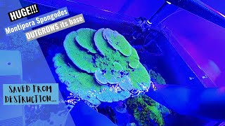 HUGE Green Montipora  How to remount a montipora after it has outgrown its base [upl. by Ricoriki]