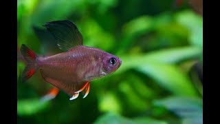 Male Rosy Tetras FULL FLARE Hyphessobrycon rosaceus [upl. by Hough490]