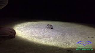 Vampire bat running take off [upl. by Nayek]