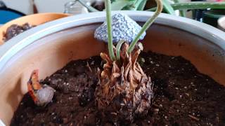 Sago Palm Update How to get New Growth [upl. by Medea266]