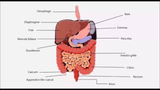 Inflammation du péritoine péritonite [upl. by Dirrej]