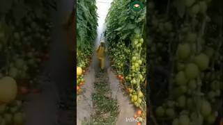 Tomatoes grown in Greenhouse with high yieldsPolyhouse construction🏗️ farming polyhouse capsicum [upl. by Devitt]