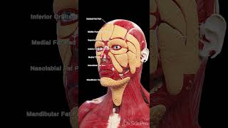 🌟 Discover the Fat Pads of the Face 🌟 anatomy meded 3danimation [upl. by Bunni]