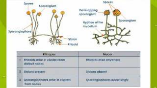 Bacteria and Fungi [upl. by Chilson]