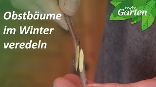 Alten Apfelbaum durch Veredelung retten  MDR Garten [upl. by Massiw]