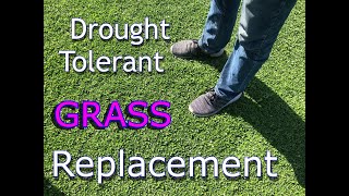 Best Drought Tolerant Grass  Kurapia Sod  Grass Alternative 2023 [upl. by Nosa]