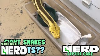 GIANT SNAKES AS PETS RETICULATED PYTHONS OR BURMESE PYTHONS [upl. by Curtis]