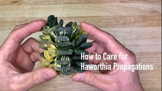 How to Care for Haworthia Propagations [upl. by Cranford512]