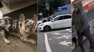 Photo shows suspect in LA dognapping that left owner clinging to car [upl. by Larimer930]