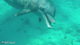 Bottlenose Dolphin Tursiops truncatus [upl. by Fabrianna]