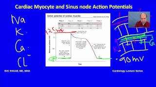 Cardiac Myocyte and SA node Action potentials for ABIM USMLE by NIK NIKAM MD [upl. by Martinez444]