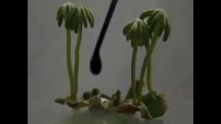 Marchantia polymopha [upl. by Isidore]