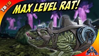 ROLL RATS ARE OP MAX LEVEL ROLL RAT TAMING AND BREEDING Ark Aberration DLC Gameplay E8 [upl. by Bellda901]