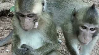 Oh My God What lovely monkeys macaque species at Angkor Garden [upl. by Yaned]