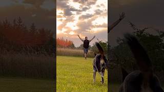 Freestyle Disc Dog Practice 1 week until AWI World Finals frisbeedog dogshorts [upl. by Finbur]