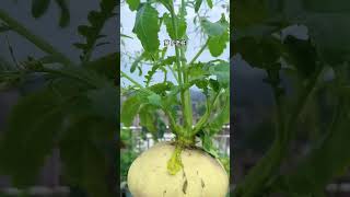 Radish seed saving radish rurallife garden vegetables plantingtips gardeningtips agriculture [upl. by Weyermann]