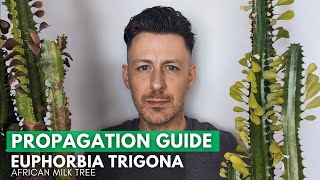 Euphorbia Trigona African Milk Tree Propagation  Updates [upl. by Lleynad]