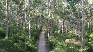 Boranup Forest drone flight [upl. by Hesketh]