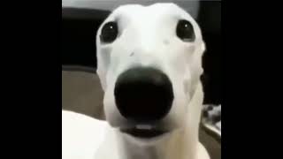 white dog with chattering teeth meme video [upl. by Odlabu554]