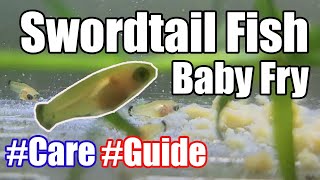 How to Take Care of Baby Swordtail  Tips On Increasing Fish Frys Survival [upl. by Ennaed787]