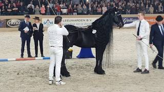 King👑 of the stallions JASPER 366 The one and only 😍 Friesian Horse [upl. by Ianahs]