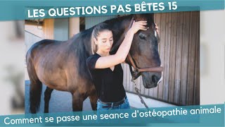 Comment se passe une séance dostéopathie animale  LQPB 15 [upl. by Dov362]