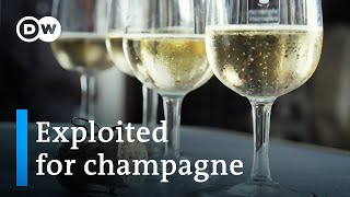 The dark side of the champagne industry  DW Documentary [upl. by Nitsir]