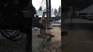 Unstoppable forest cutter heavyequipment work sound logging machinery logger fast [upl. by Nowaj]