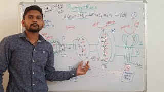 PhotosynthesisLight reactionZschemeNonCyclic ReactionCSIR NET in Hindi [upl. by Amalbena]