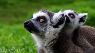 Maki Catta Lémurien  Pastille à Pairi Daiza  Ringtailed lemur  Ringstaartmaki [upl. by Norrabal]