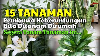 Tanam 15 Tanaman Ini Di Rumah Pembawa Keberuntungan Dan Rezeki [upl. by Conover517]