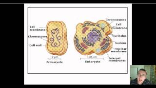 Prokaryotic vs Eukaryotic DNA Replication [upl. by Egres]