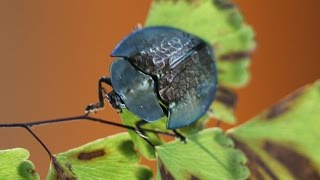 Chrysomelidae Cassidinae  Besouro tartaruga [upl. by Josey]