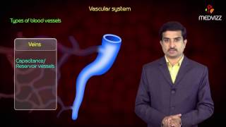 Types of Blood vessels  Arteries  Arterioles  Capillaries  Venules  Veins [upl. by Hershell]