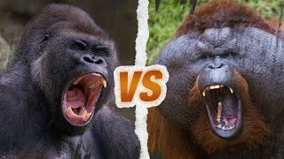 GORILLE vs ORANGOUTAN  Qui est le roi des singes [upl. by Most]