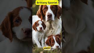 About Brittany Spaniel breeddogsbreed doginfo generalknowledge doglover [upl. by Kalie]