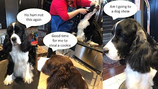 HOW TO GROOM YOUR ENGLISH SPRINGER SPANIEL SHOW GROOM PART 2 HEAD NECK AND SHOULDERS [upl. by Burnaby]